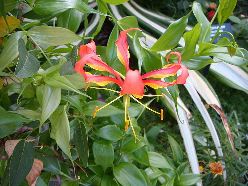 310 Longwood Gardens [2008 August 23].JPG - Longwood Gardens in Pennsylvania